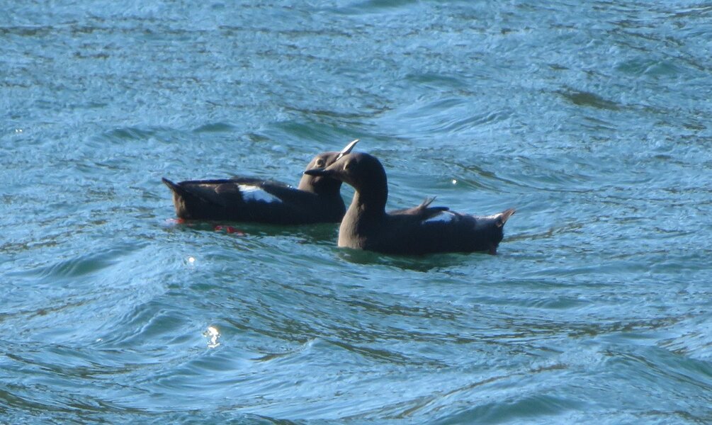 A pair of Pigeon Guillomots in breeding plumage, showing off their stark colors and red feet. They're compact birds with black bodies, pink feet, and a white patch on the wing.