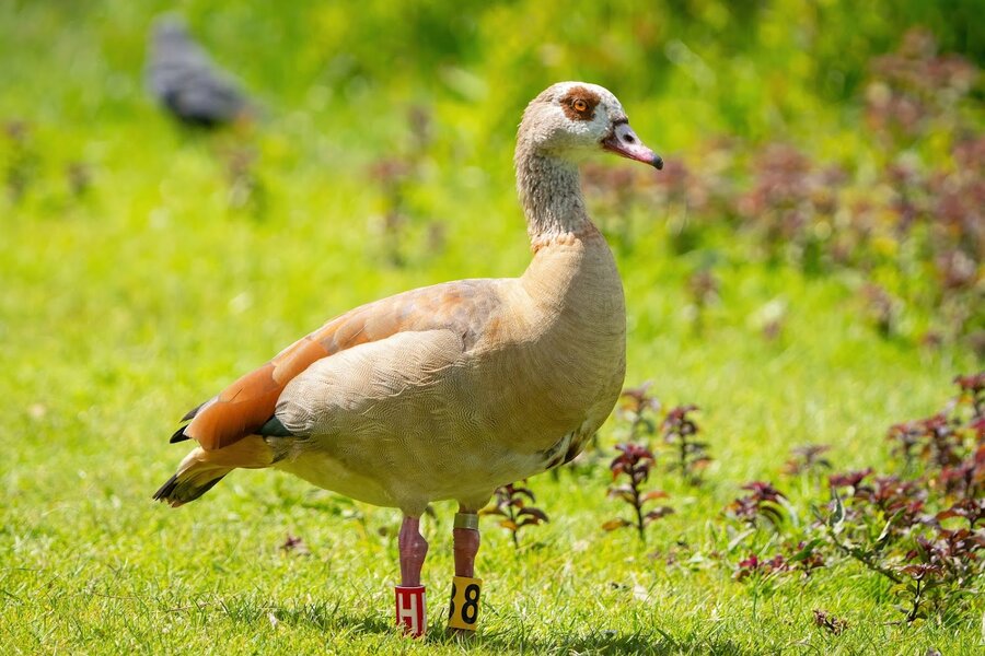Egyptian Goose with leg bands showing H 8