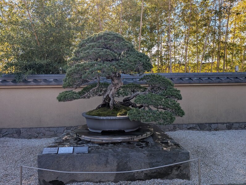 Enormous pine bonsai with two branches growing up and strong with thick curved foliage, and one branch sweeping gracefully down and in front.