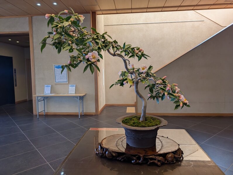 Bonsai in the lobby, growing at an elegant slant with several large pink flowers