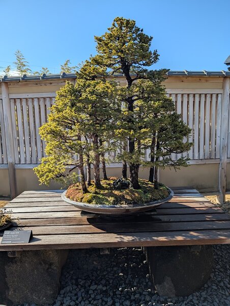 Half a dozen small pine trees in a single pot growing tall and strong in the sun. It looks like a relaxing forest grove was shrunk down.